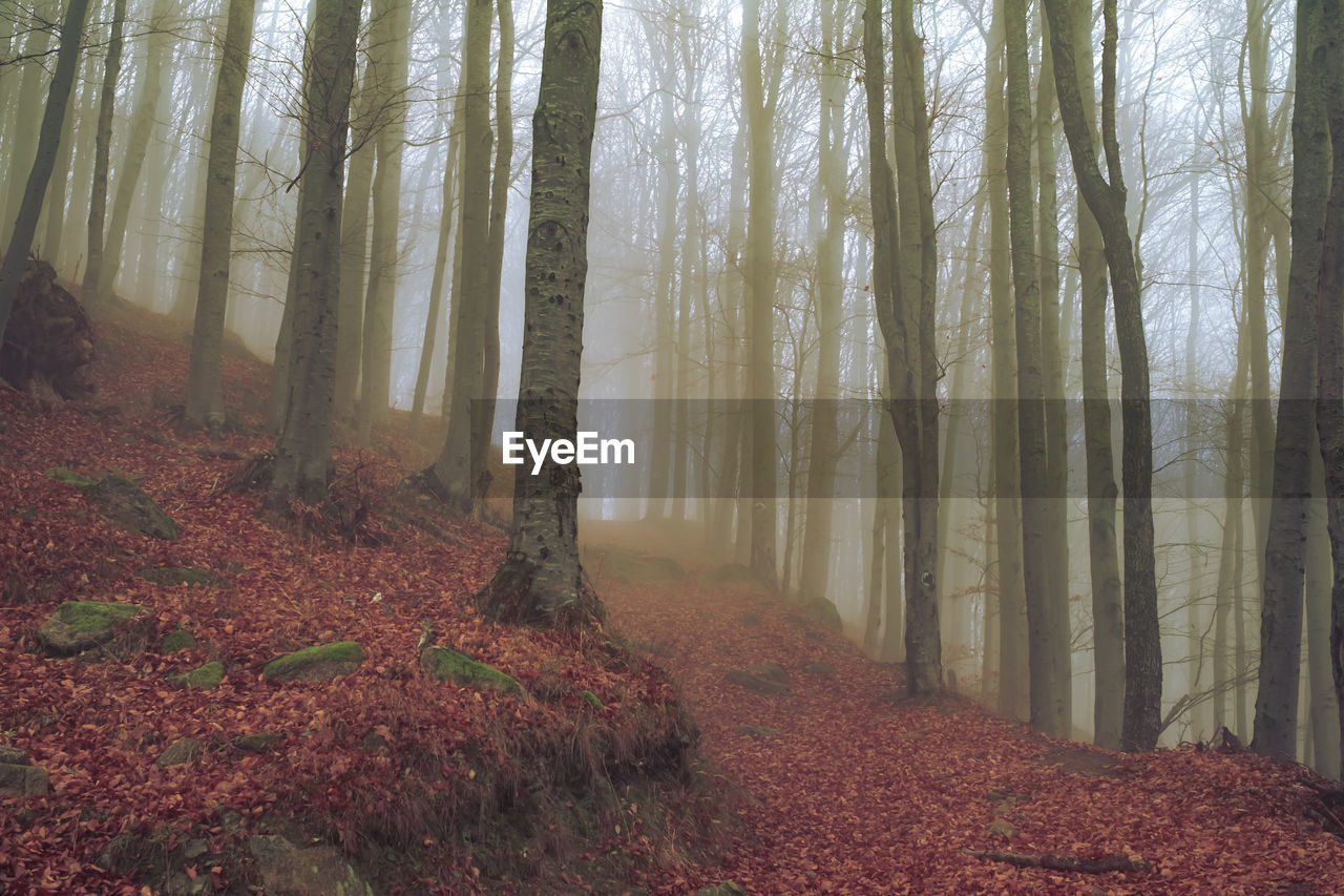 Early morning in the beech forest with fog, cindrel mountains, romania