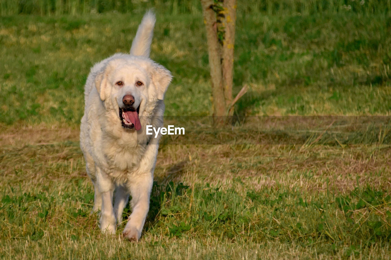 DOG RUNNING IN FIELD