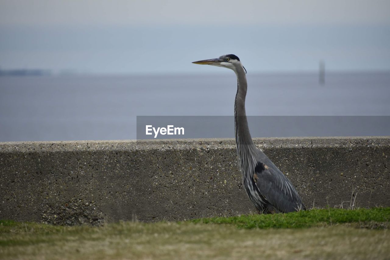 animal themes, animal, animal wildlife, bird, wildlife, one animal, heron, water, nature, sea, no people, water bird, day, gray heron, sky, beach, great blue heron, outdoors, beauty in nature, grass, land, selective focus, beak, side view