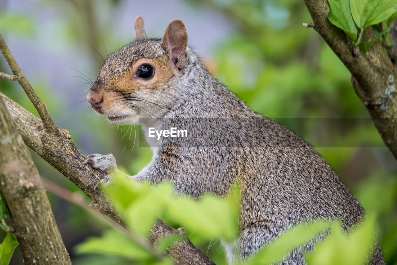 Close-up of squirrel on tree