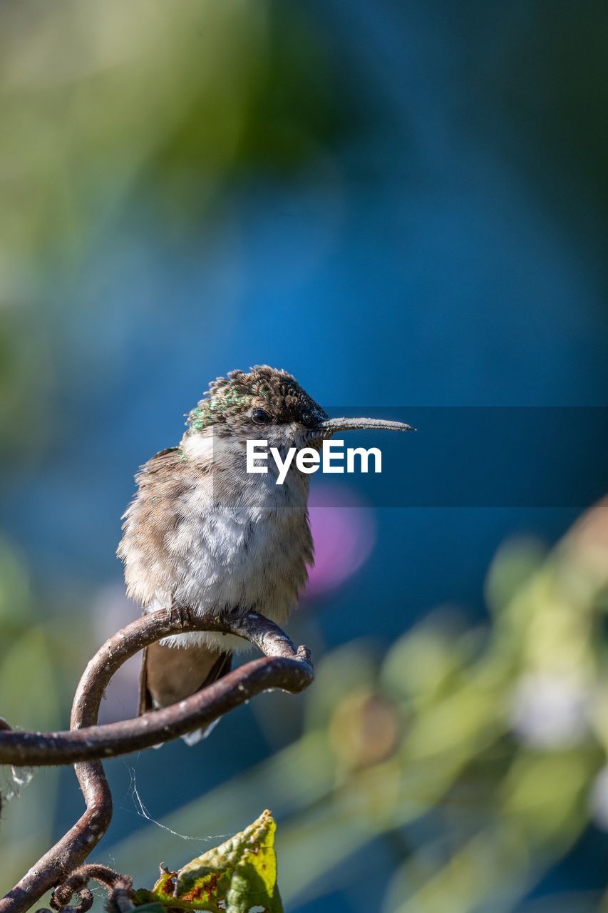 Close-up of bird perching on plant