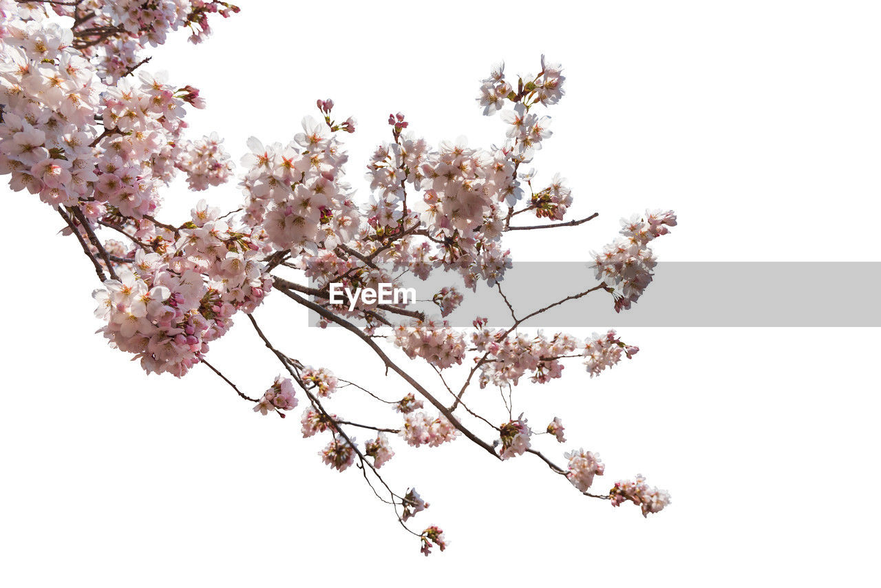 plant, flower, tree, flowering plant, blossom, branch, freshness, beauty in nature, fragility, growth, cherry blossom, springtime, nature, pink, produce, cherry tree, no people, white background, cut out, white, outdoors, sky, botany, twig, spring, fruit tree, low angle view, close-up, tranquility, inflorescence