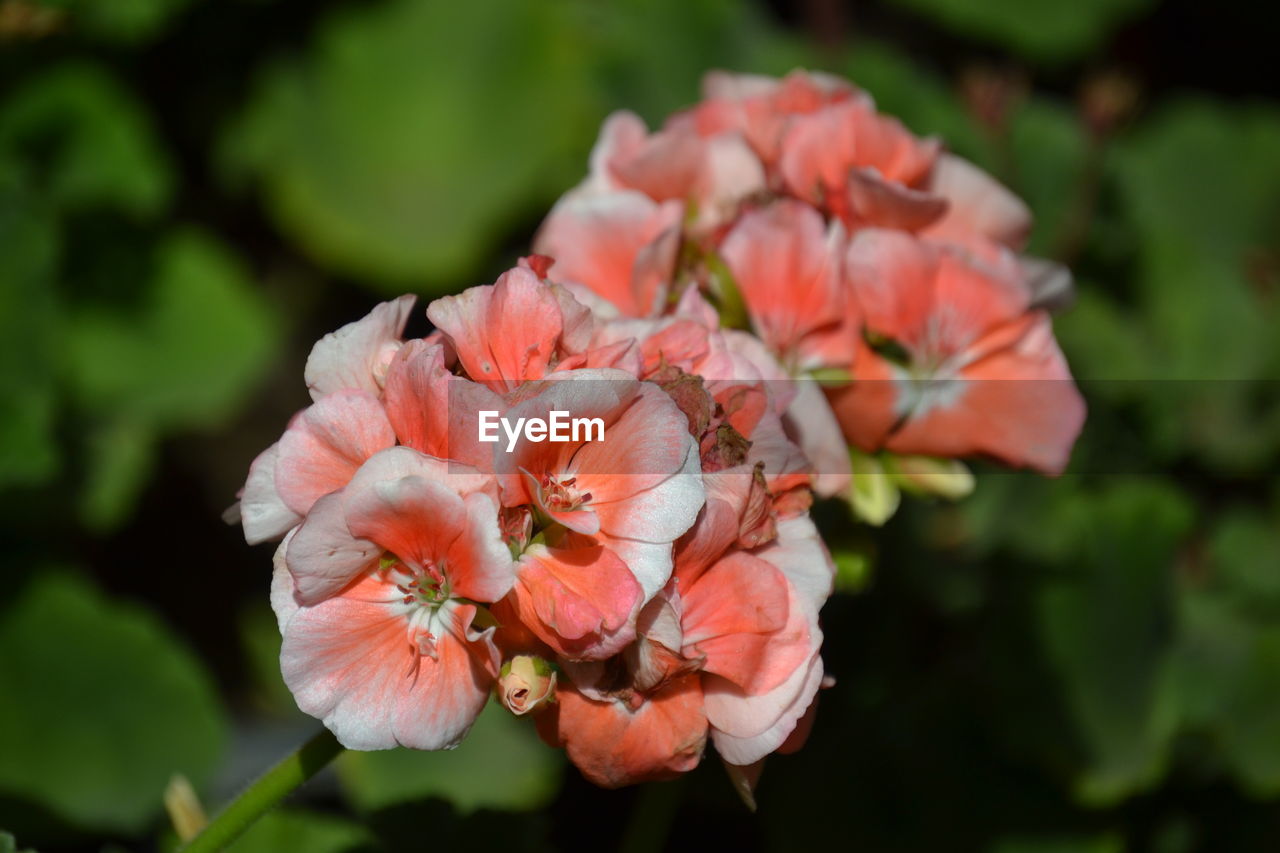 Close-up of pink flowers blooming outdoors