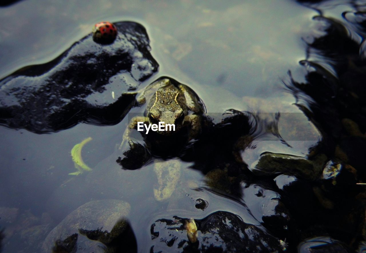 High angle view of frog on wet rock in river