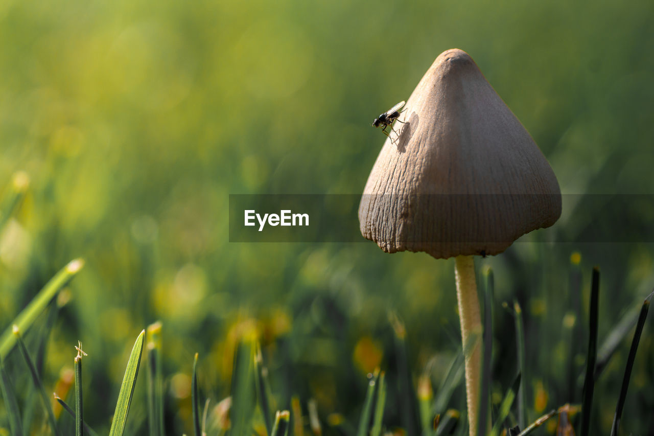 Close-up of a bird on grass