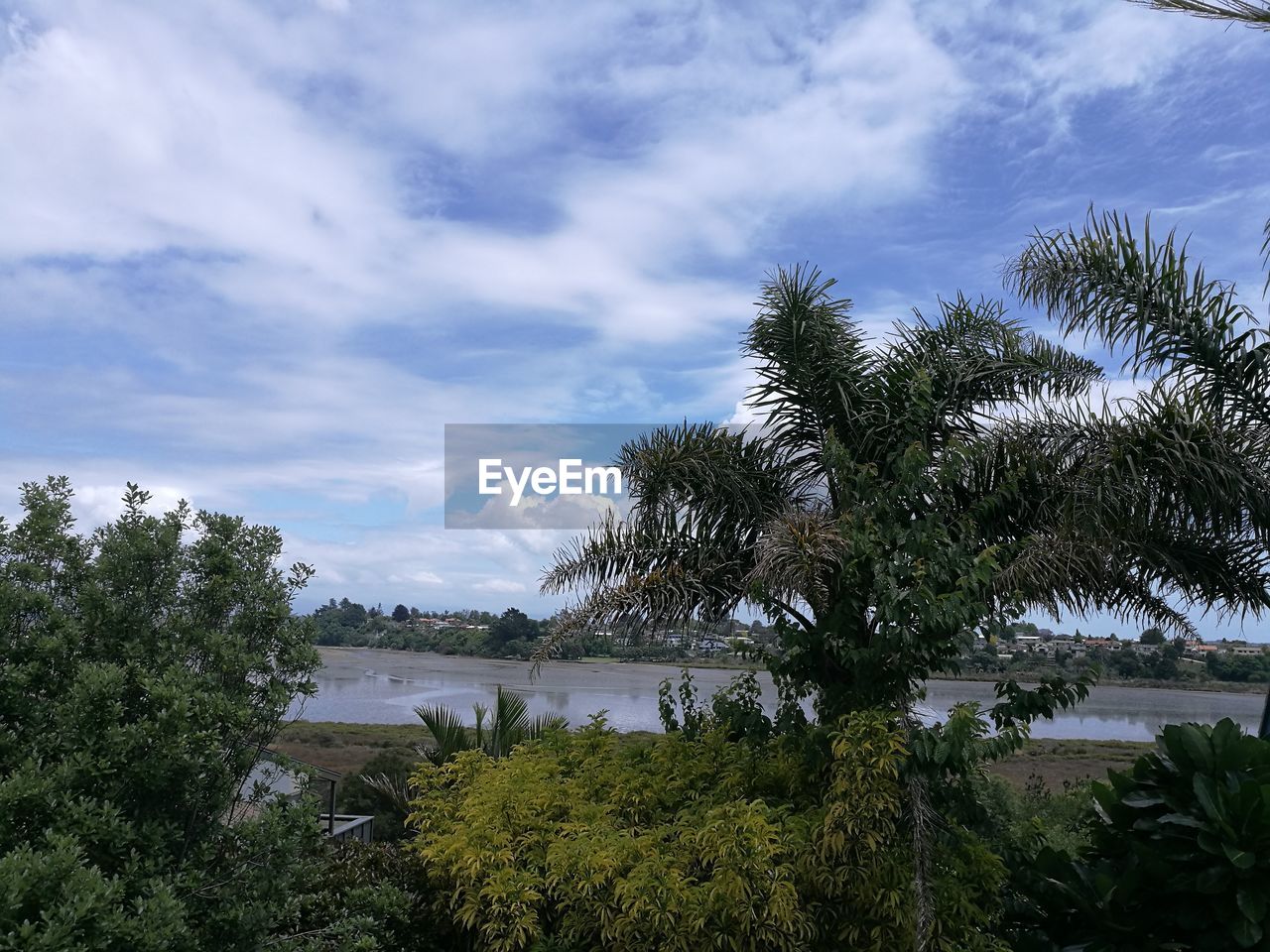 LOW ANGLE VIEW OF PALM TREES AND SKY