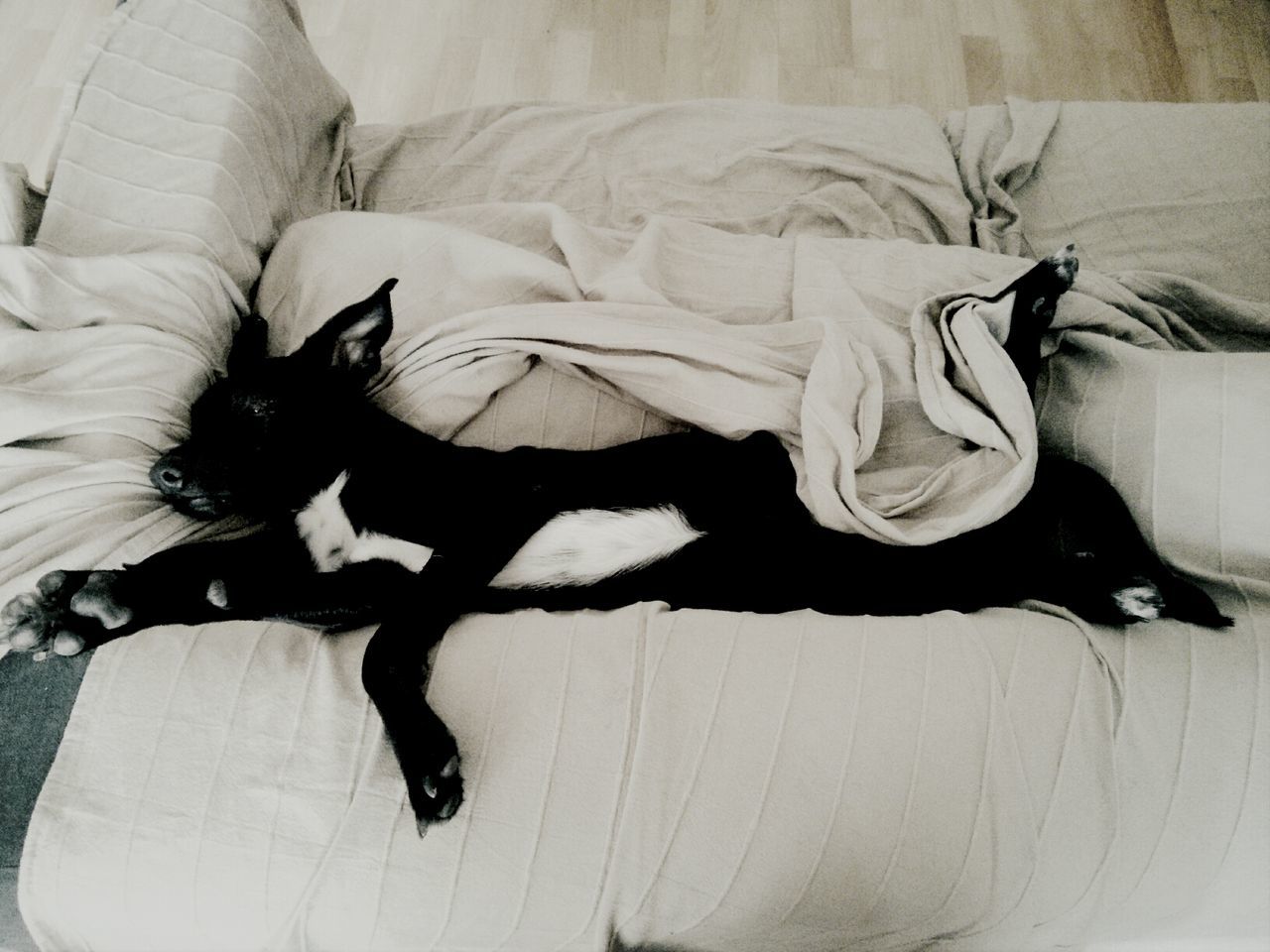 Black dog lying on sofa