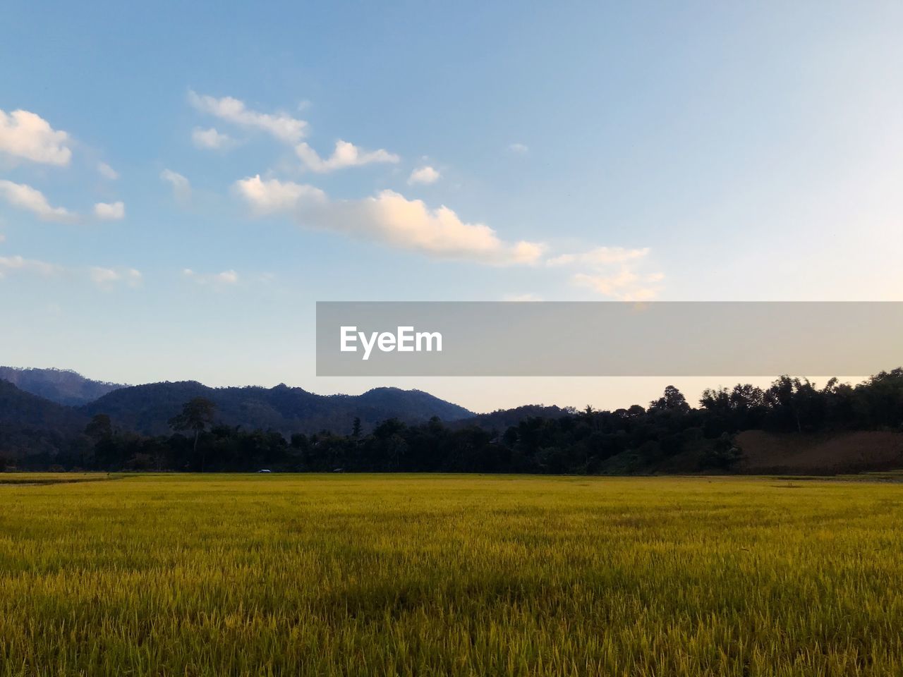 SCENIC VIEW OF FARMS AGAINST SKY