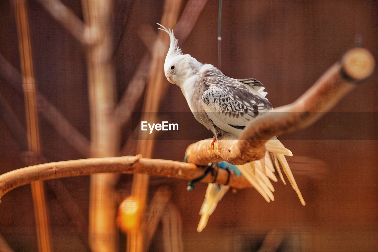 Close-up of bird perching on branch