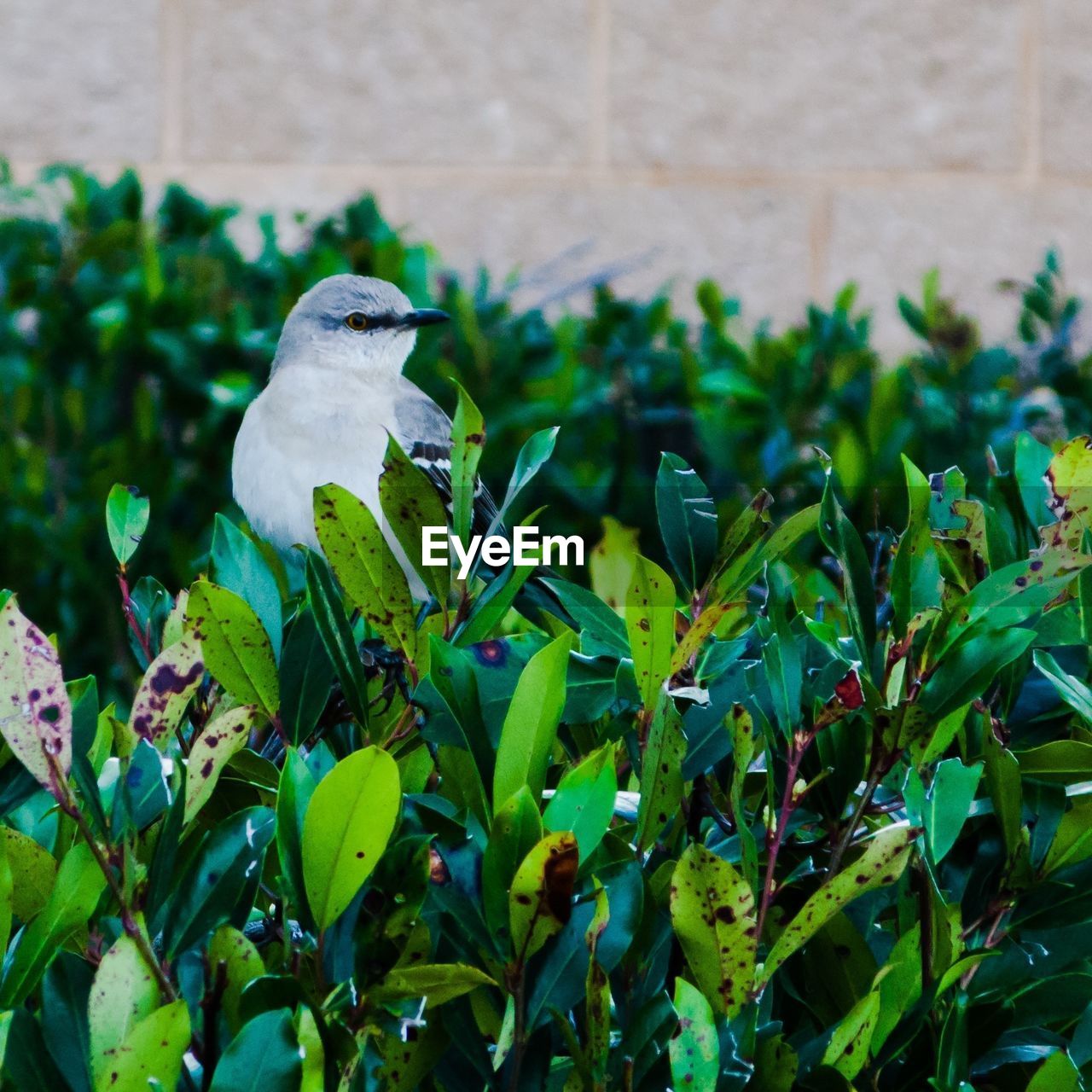 Close-up of a bird amid leaves