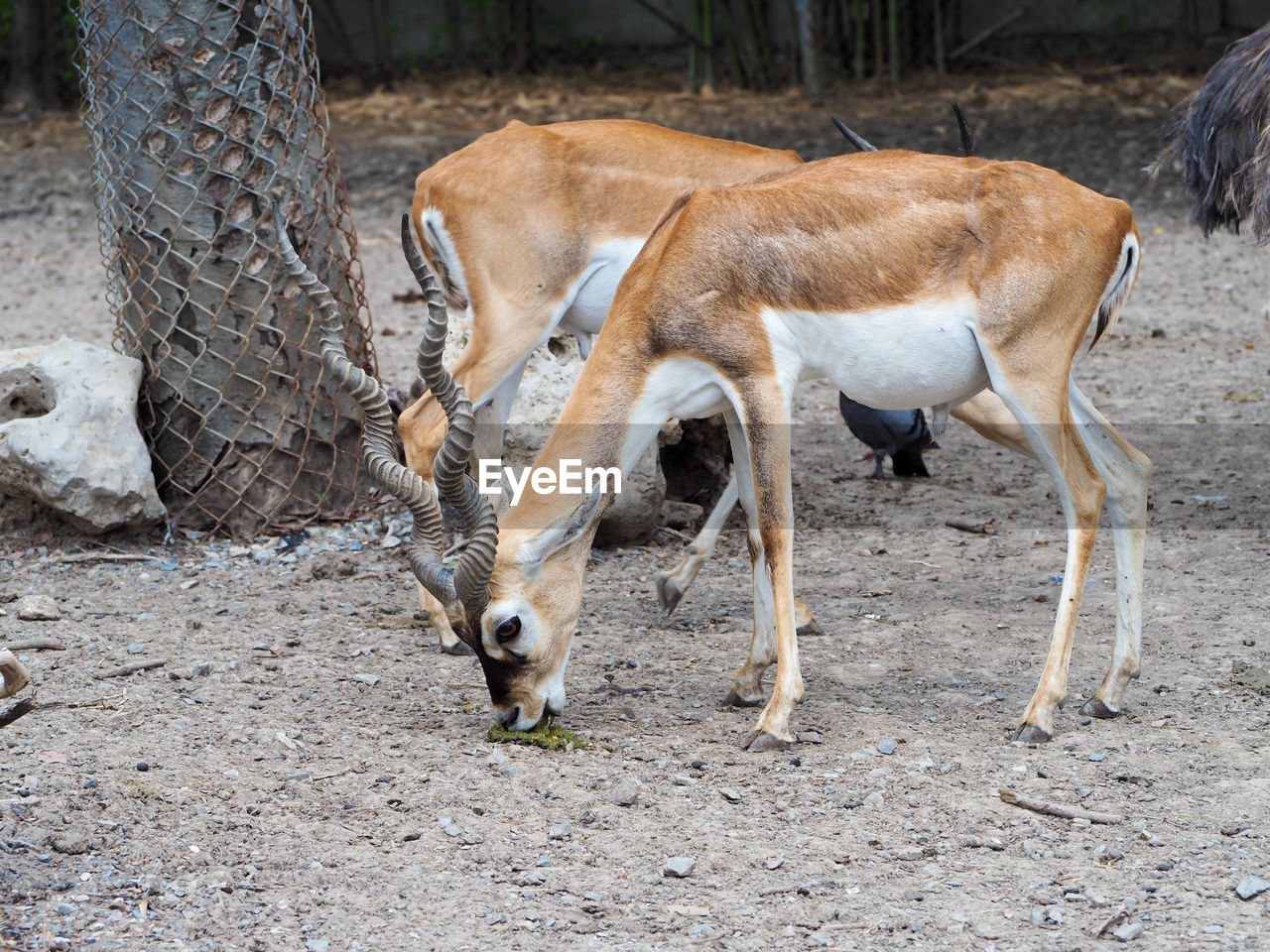 animal, animal themes, mammal, wildlife, animal wildlife, domestic animals, antelope, springbok, no people, livestock, zoo, nature, land, one animal, field, gazelle, day, herbivorous, outdoors, impala, agriculture, horned, deer, horn, standing, tree, side view