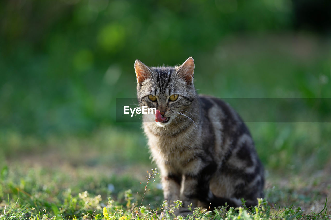 Portrait of a cat on field