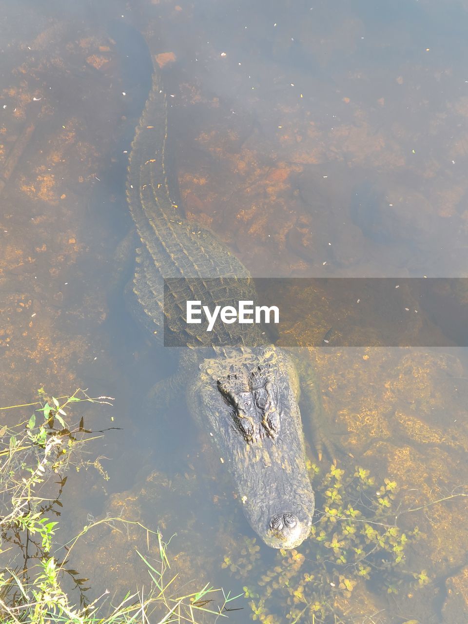High angle view of alligator in lake