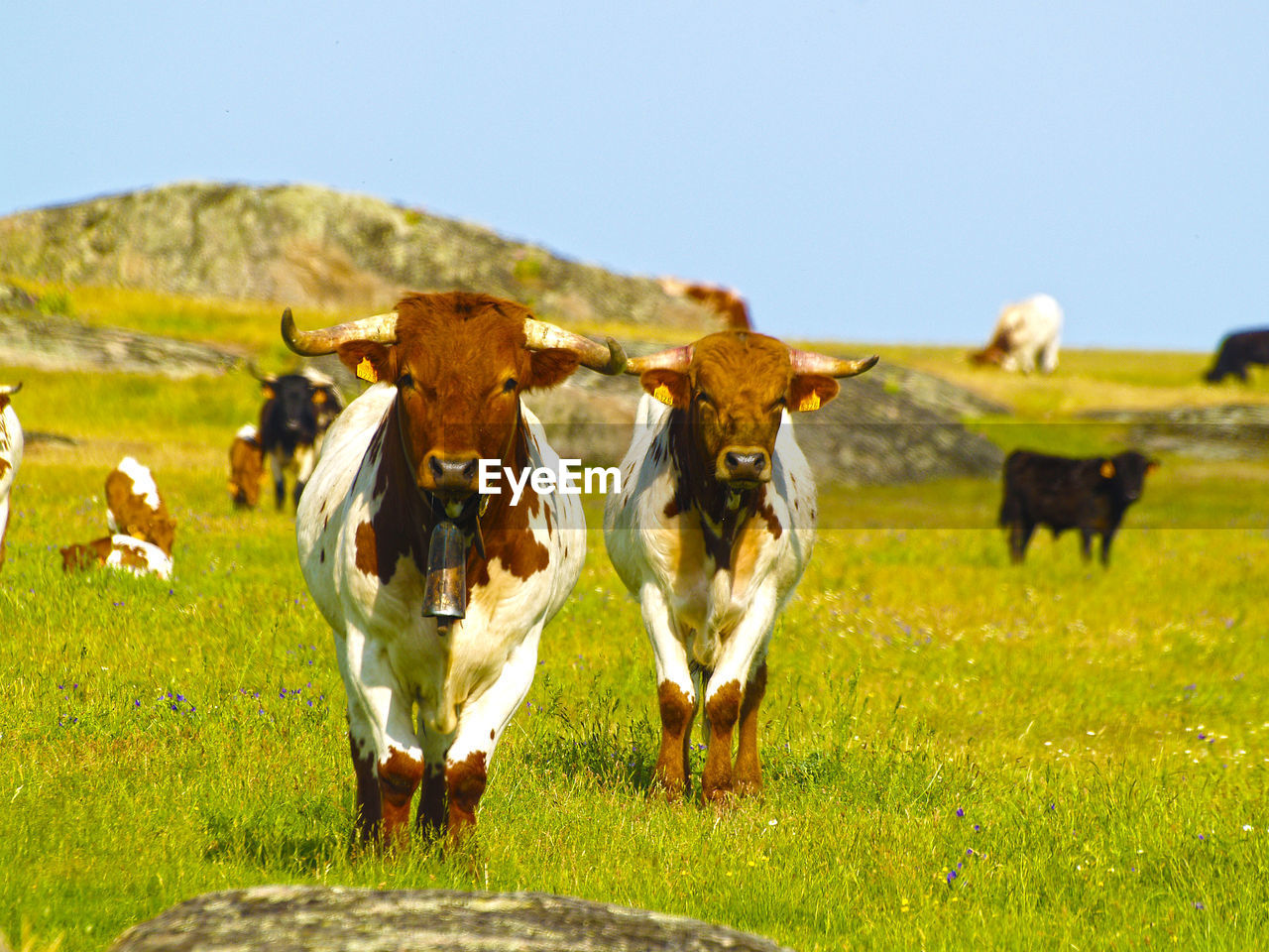 Cows with bells standing on grassy field