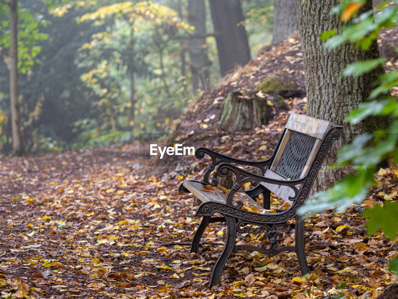 Empty bench in park during autumn