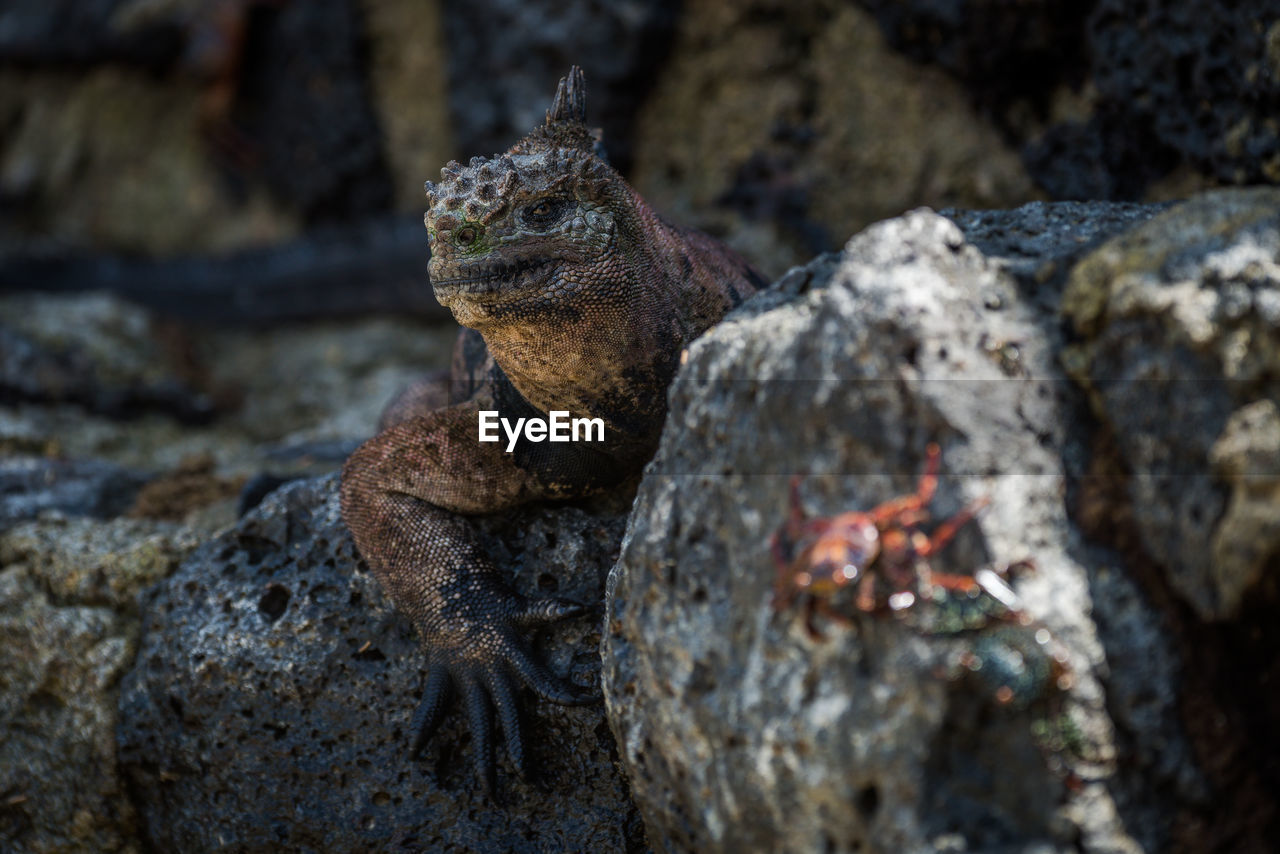 Close-up of marine iguana on rock