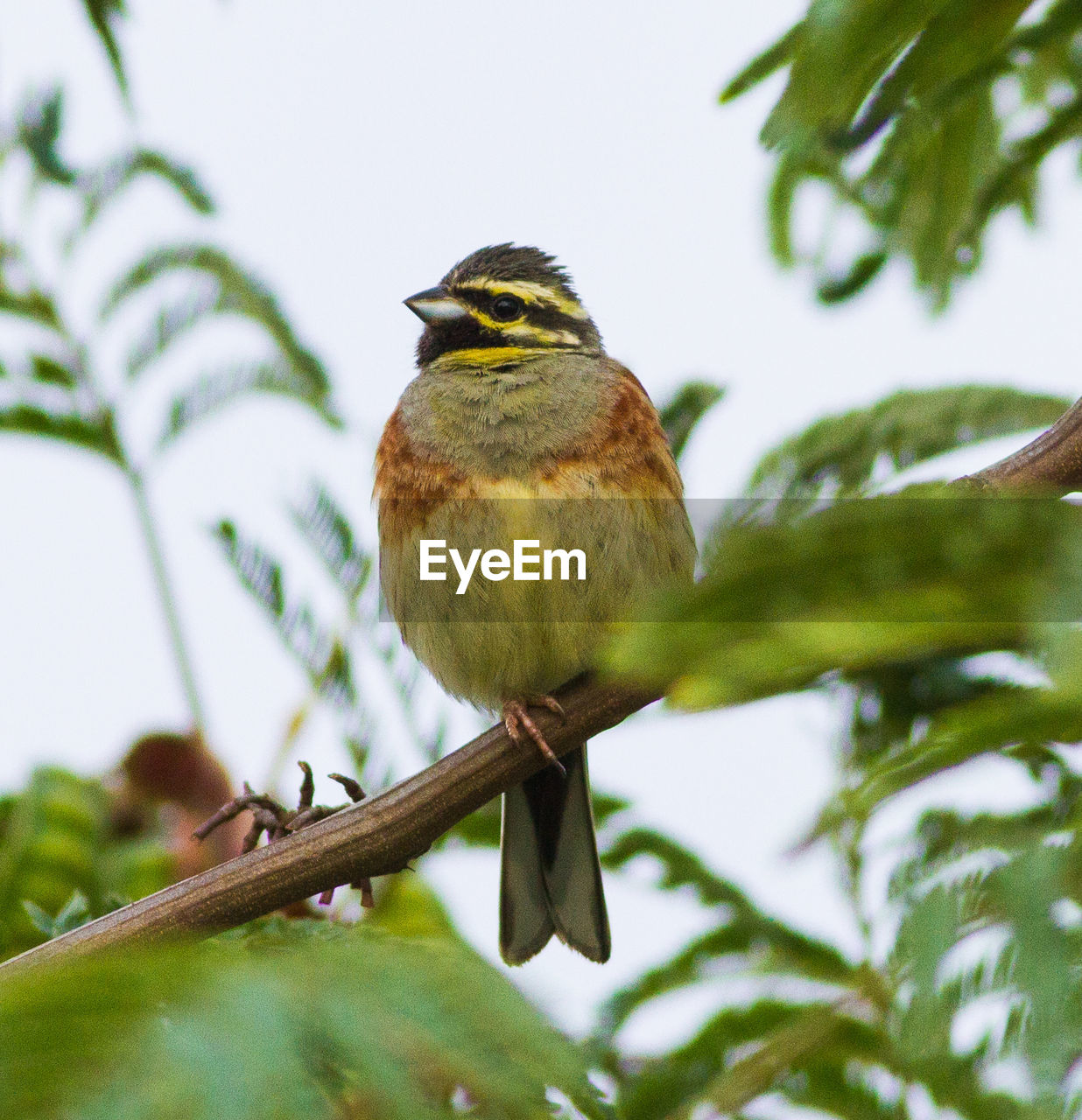 Low angle view of bird perching on tree