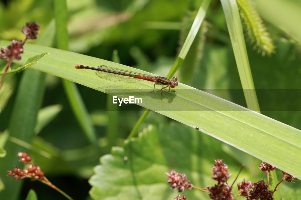 INSECT ON LEAF