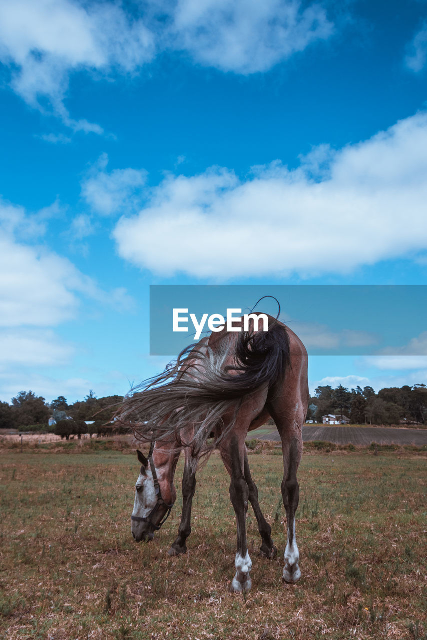 Horse grazing on ground against sky