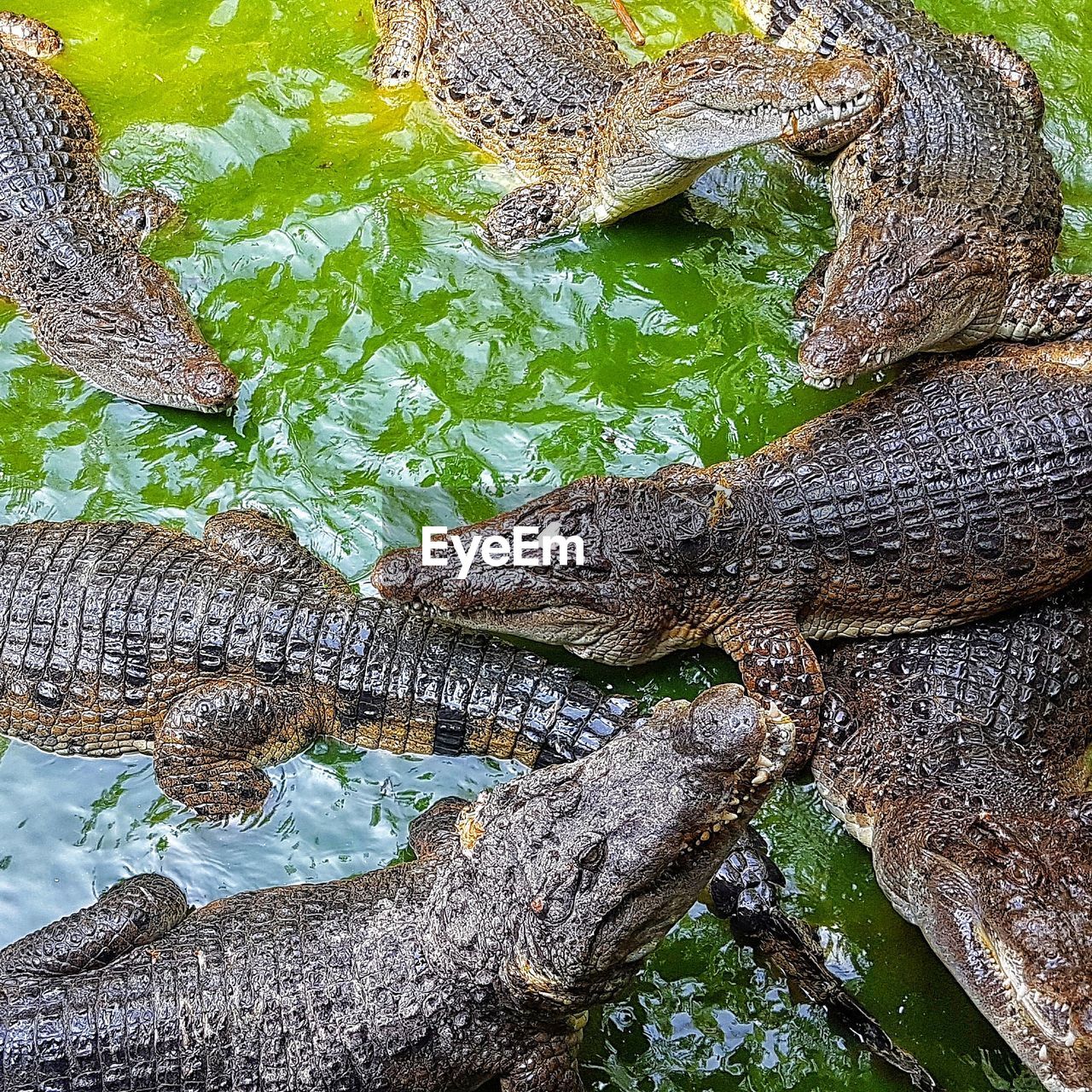 CLOSE-UP OF LIZARD ON TREE