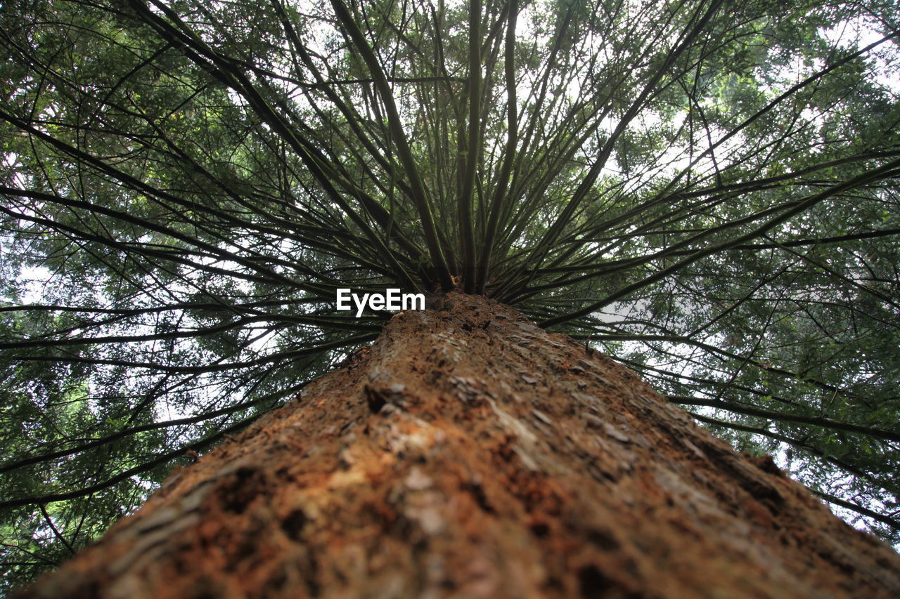 Low angle view of trees in forest