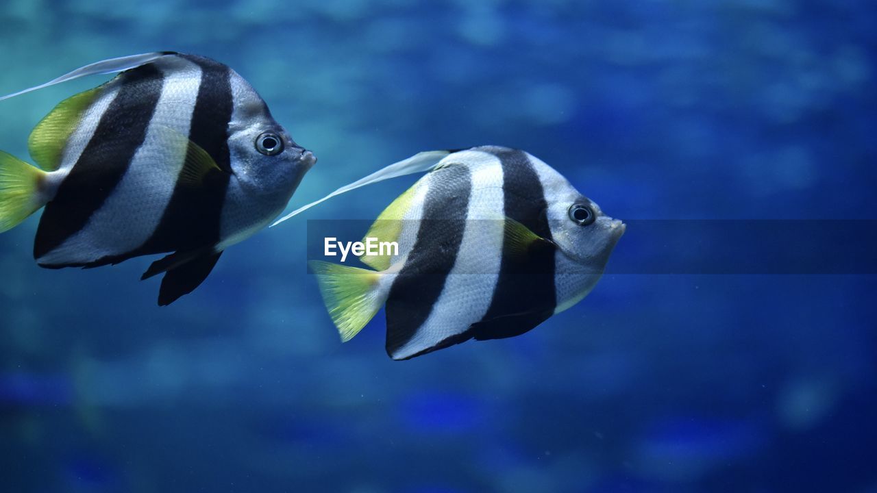 close-up of fish swimming in aquarium