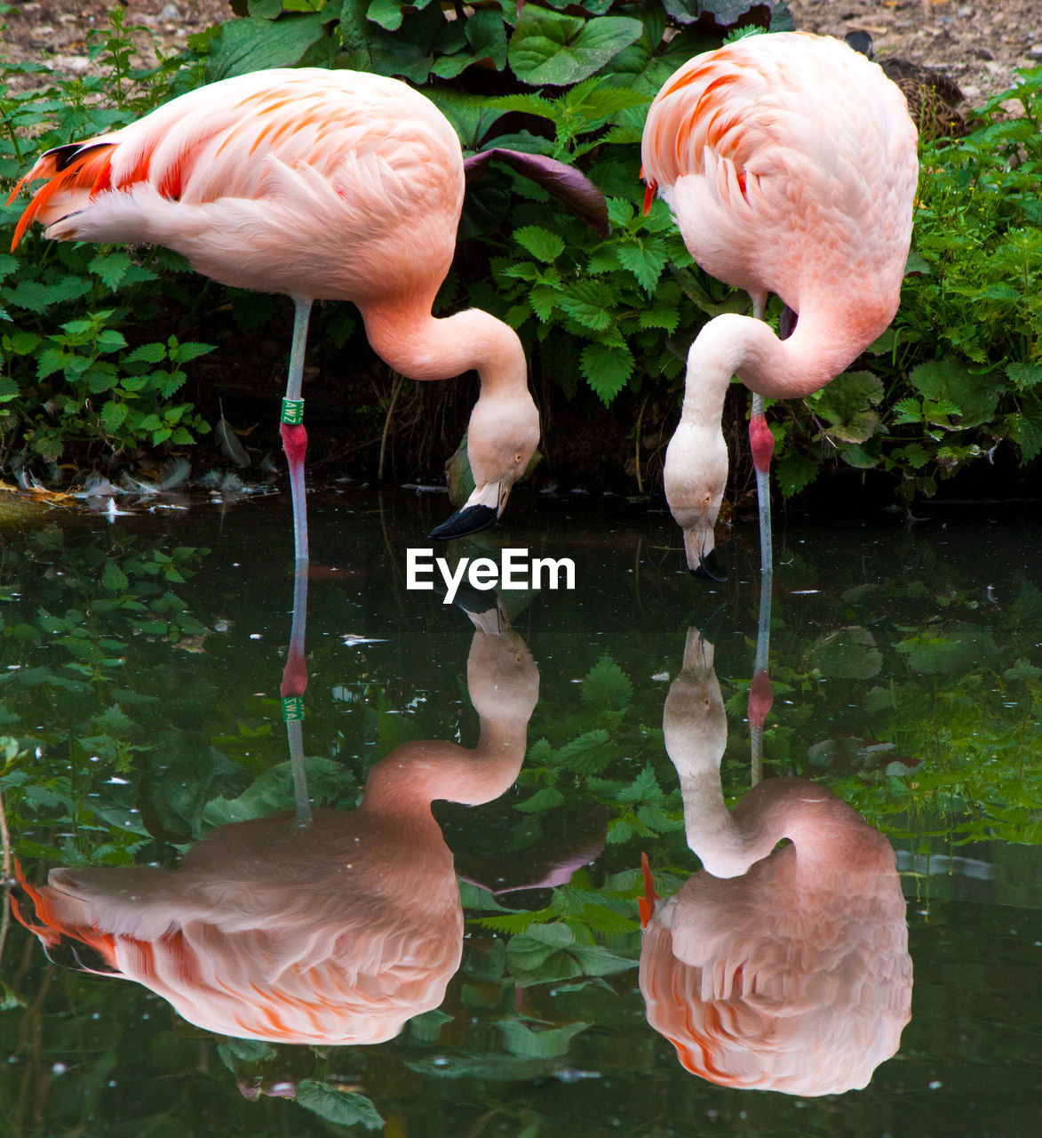 Reflection of flamingos in calm lake