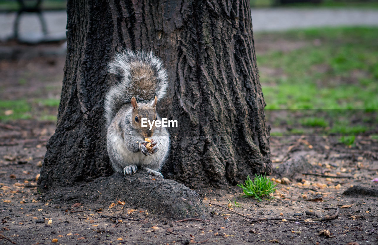 Squirrel in a park in springtime