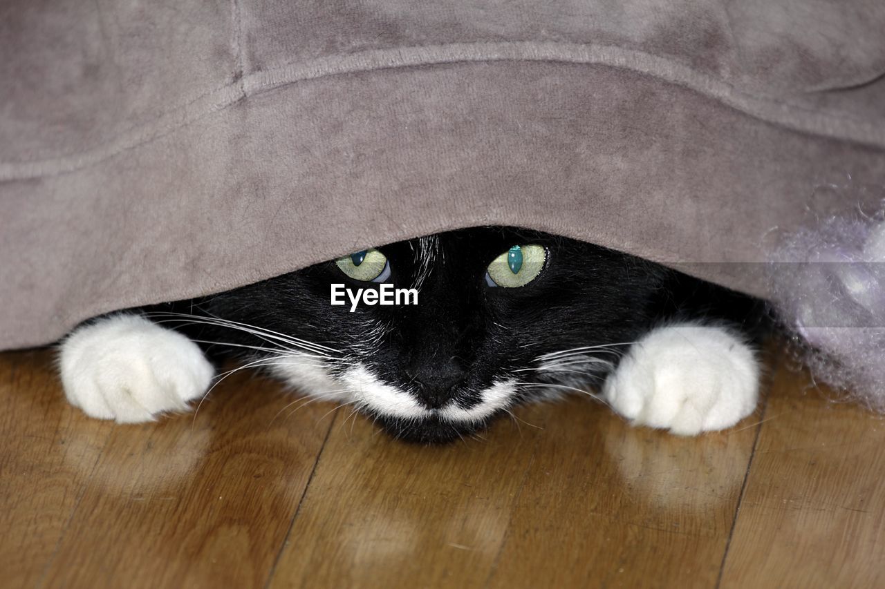 Portrait of cat relaxing on floor