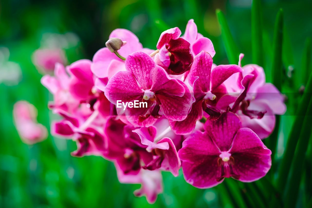 Close-up of pink flowers against blurred background