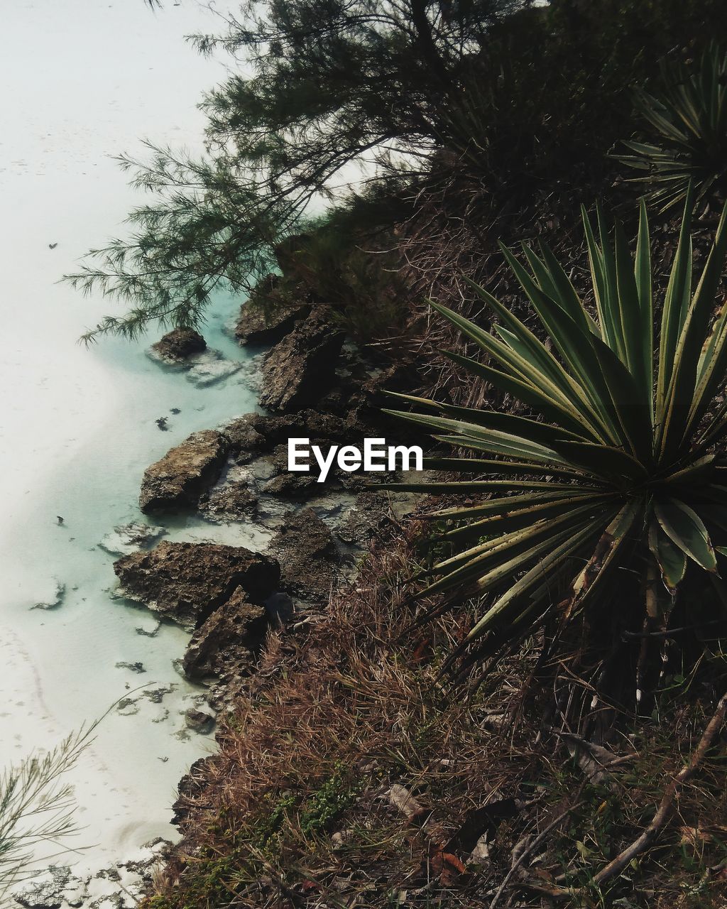 CLOSE-UP OF SEA AGAINST TREES