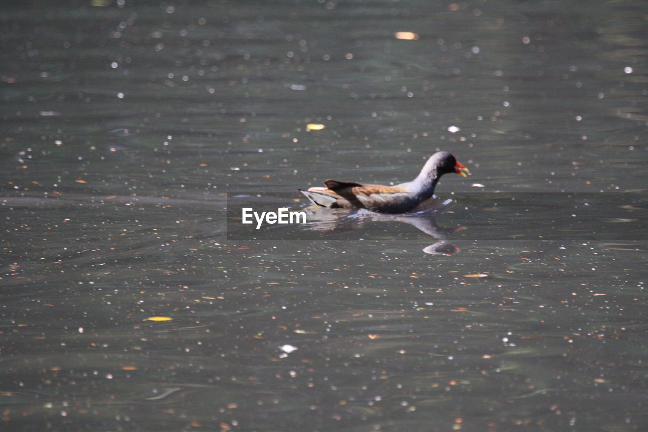 DUCK SWIMMING IN A LAKE