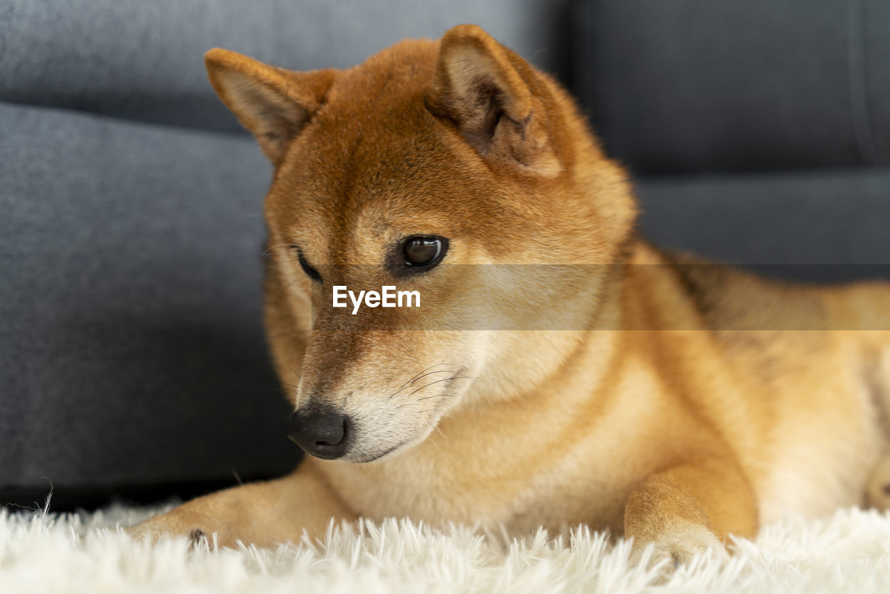 A shiba sitting in the living room. japanese dog.