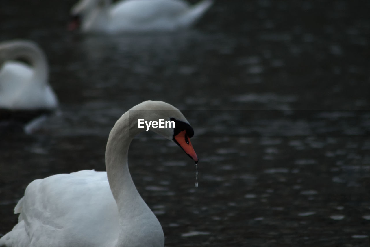 Close-up of swan in lake