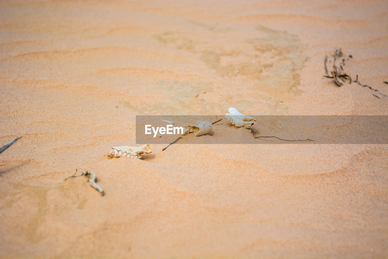 HIGH ANGLE VIEW OF HORSE ON SAND