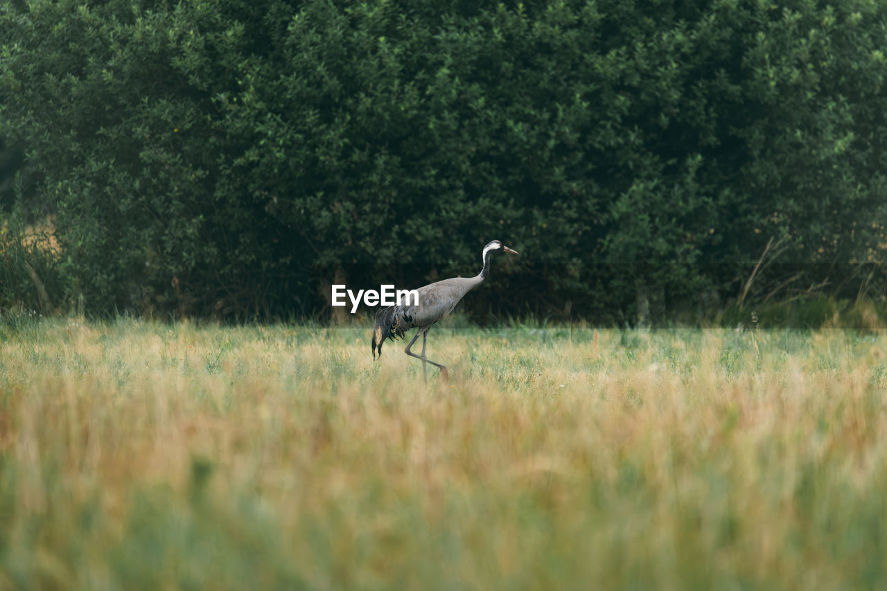 side view of bird on grassy field