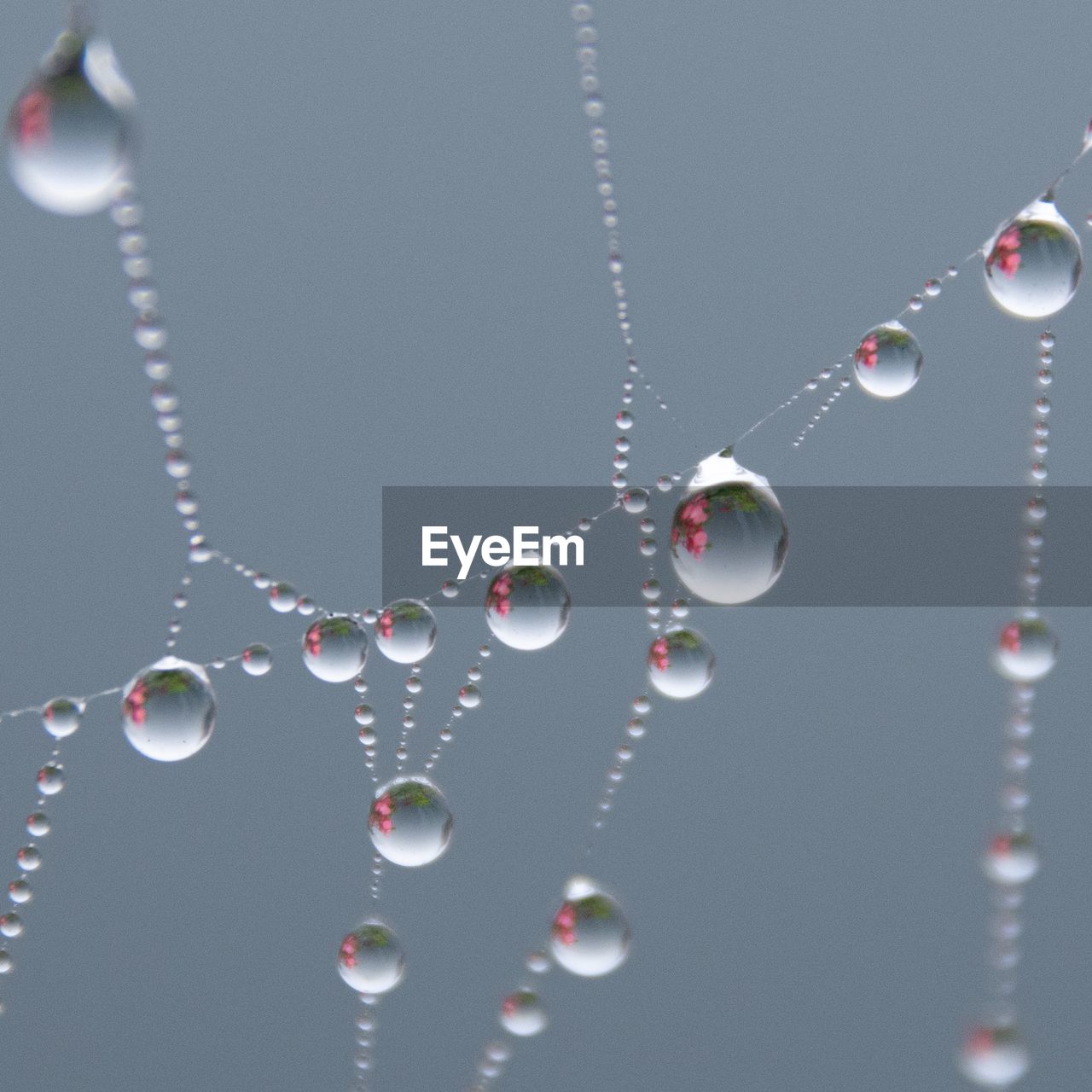 Close-up of water drops on spider web