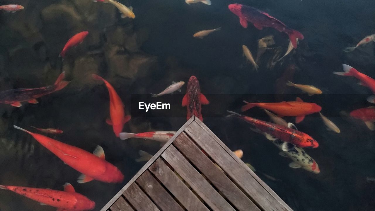 Koi fish in clear water.