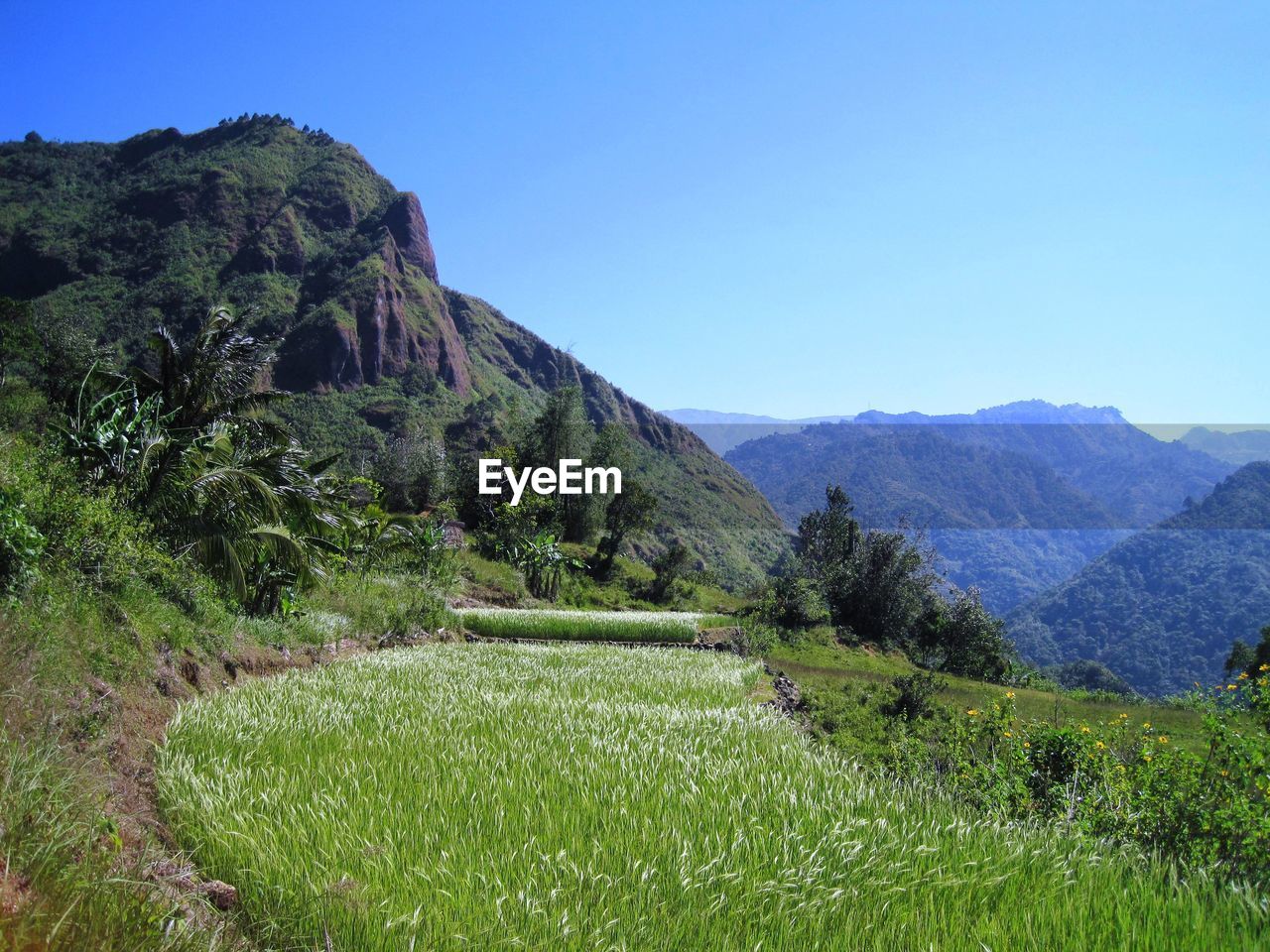 Scenic view of landscape against clear sky