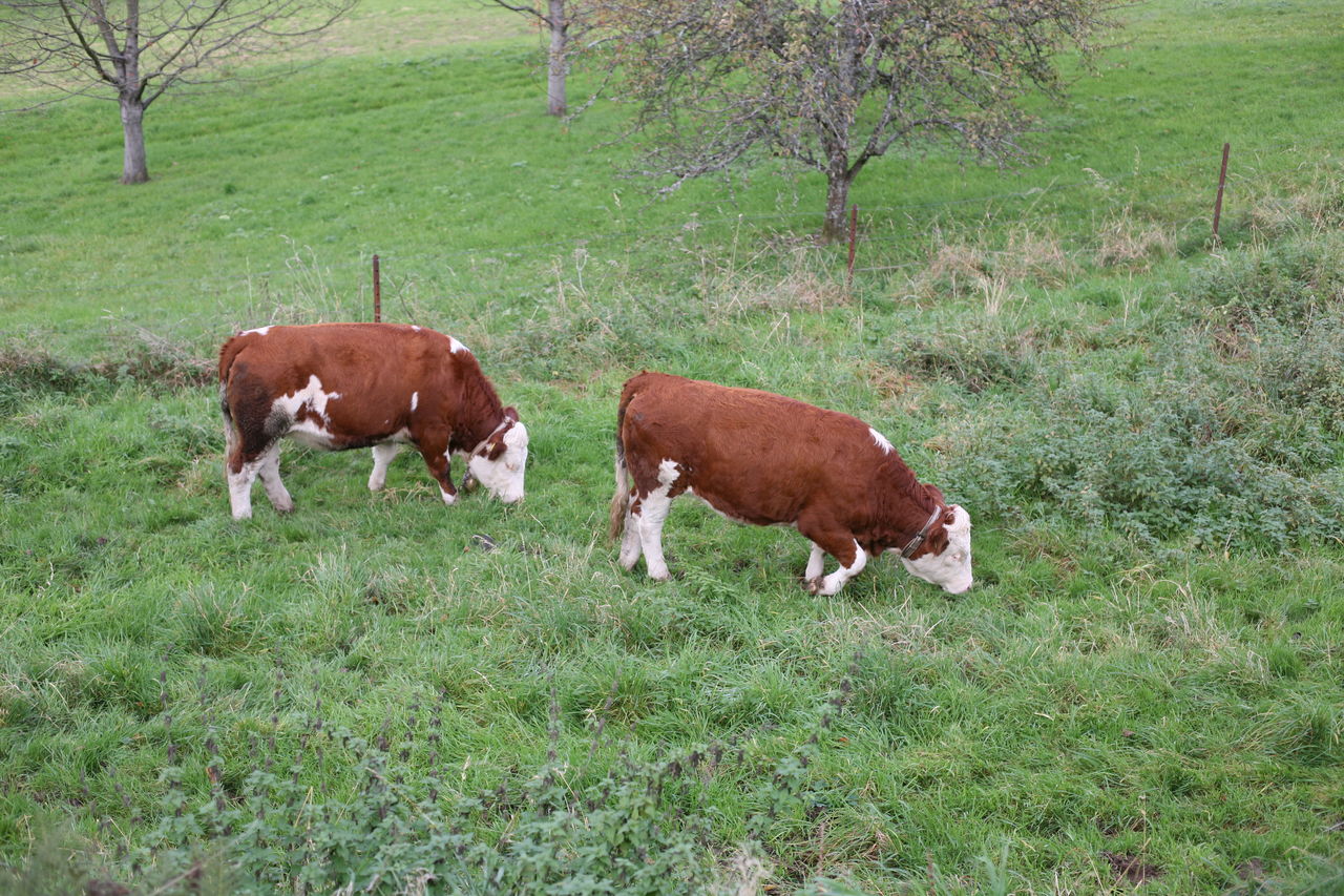 VIEW OF COWS ON FIELD