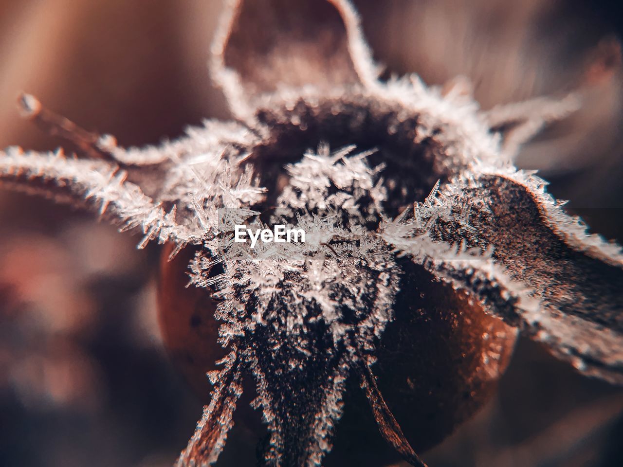 Close-up of dried plant during winter