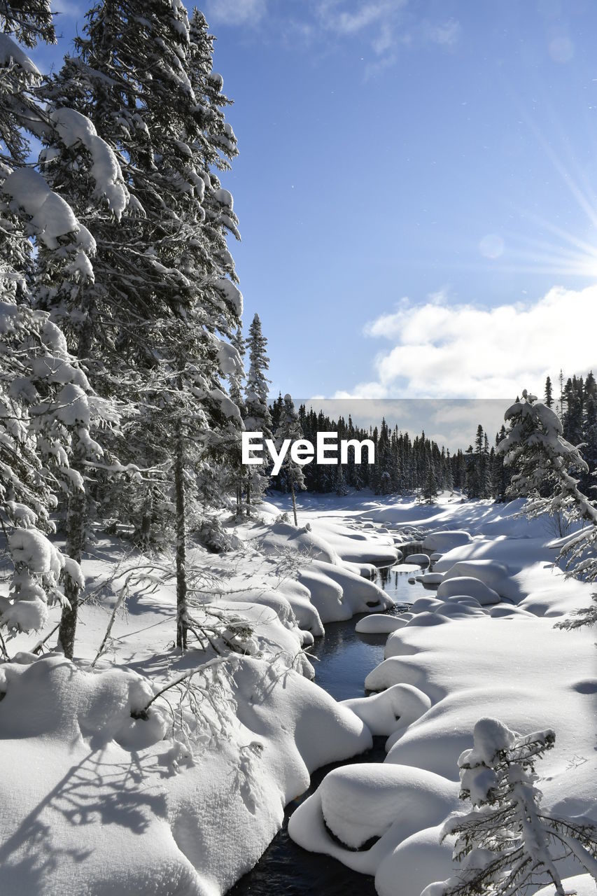 Snow covered land and trees against sky