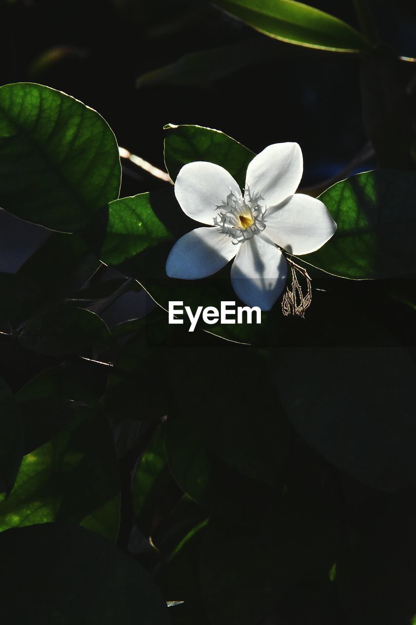 CLOSE-UP OF WHITE ROSE PLANT