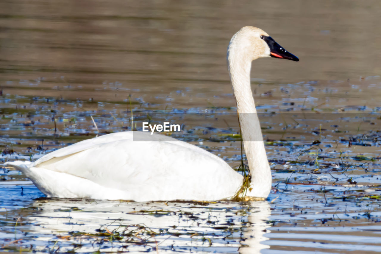 SWAN SWIMMING ON LAKE