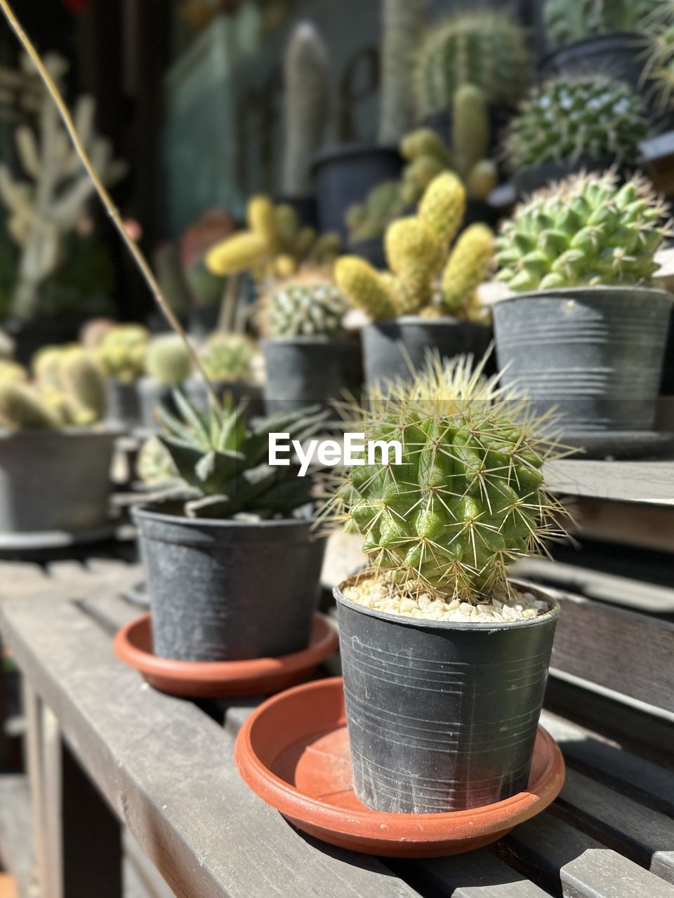 Close-up of potted plant on table