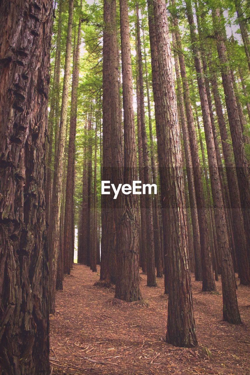 View of bamboo trees in forest