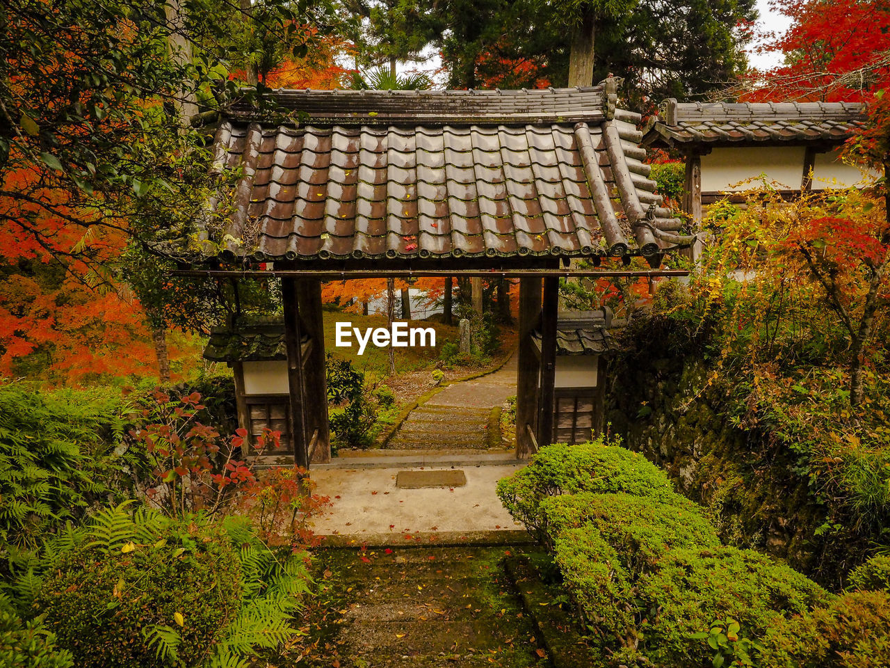 Autumn leaves of ryuonji temple in kyoto