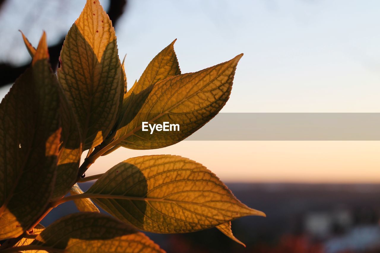 Close-up of autumnal leaves against sky during sunset