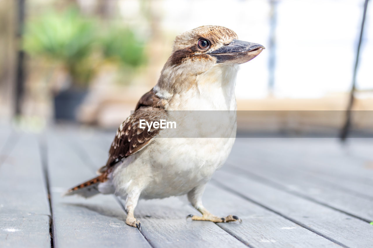 CLOSE-UP OF BIRD PERCHING ON WOOD