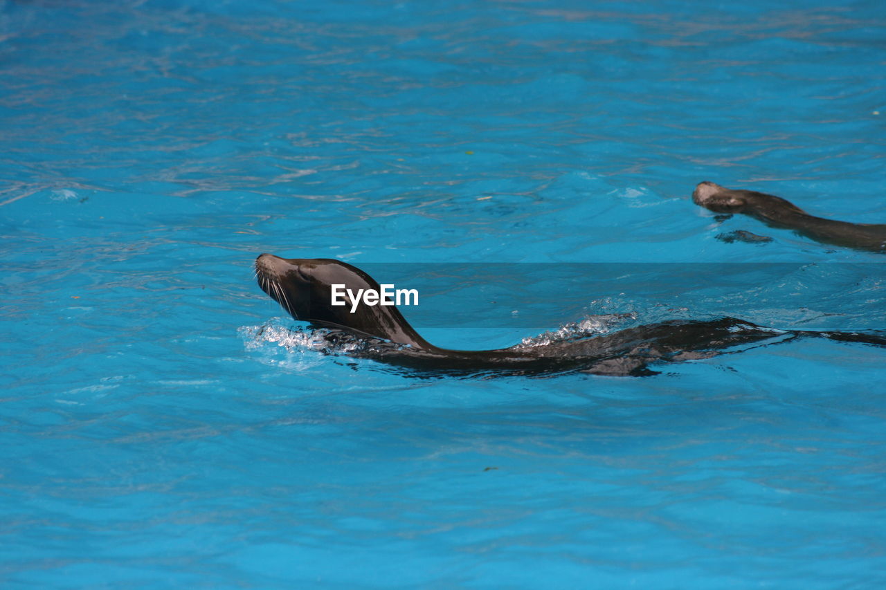 View of a turtle in swimming pool
